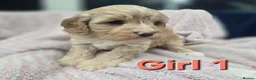 Cavapoo dogs for sale: Quality F1 Cavapoos. in Stockport - Advert 22