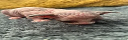 Sphynx cats for sale: Beautiful sphynx babies  - Advert 8