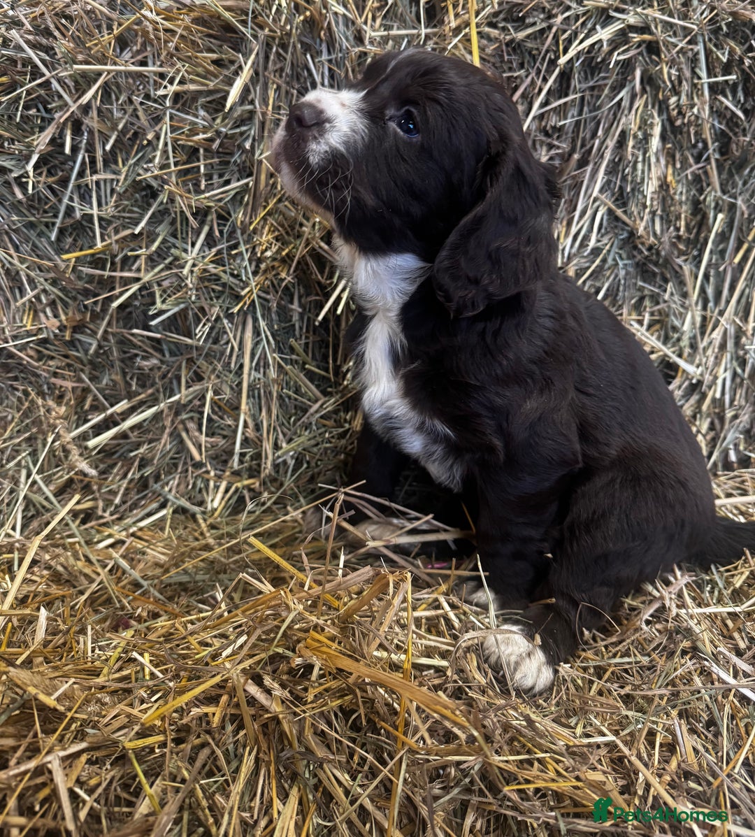 Cocker Spaniel dogs for sale: Health Tested Clear KC Registered Working Cockers - Advert 8