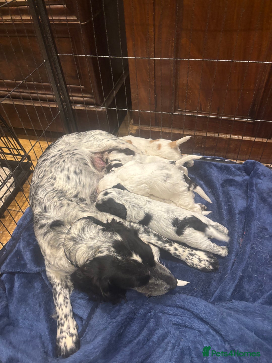 Sprocker dogs for sale: F1 high quality sprocker puppies Three boys left,  - Advert 2