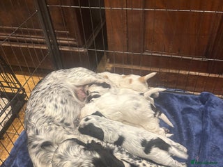 Sprocker dogs F1 high quality sprocker puppies Three boys left, - Advert 3