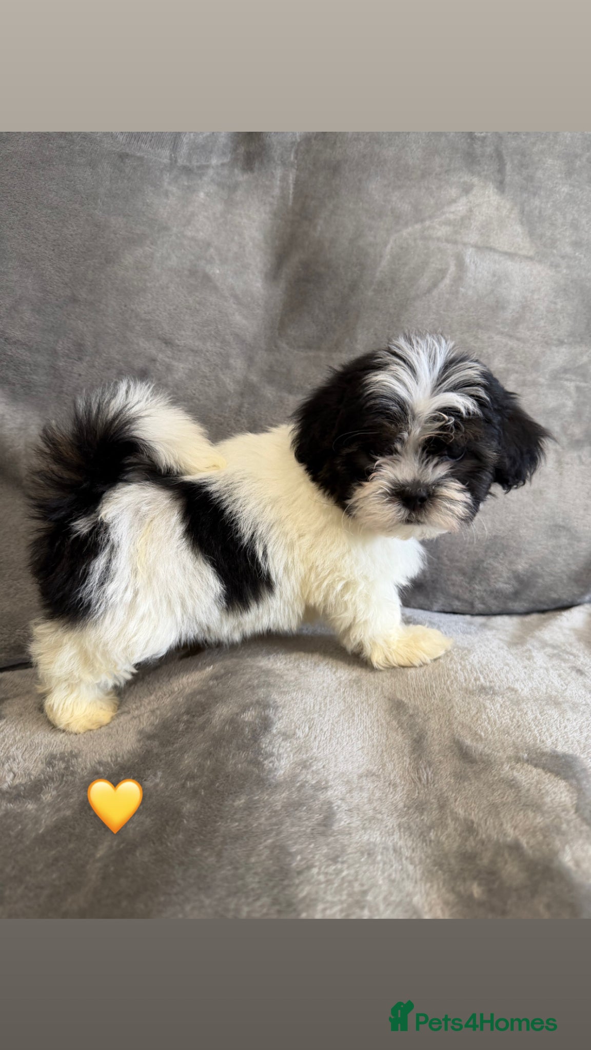 Lhasa Apso dogs Lhasa apso 🐾last 2 boys  - Advert 1