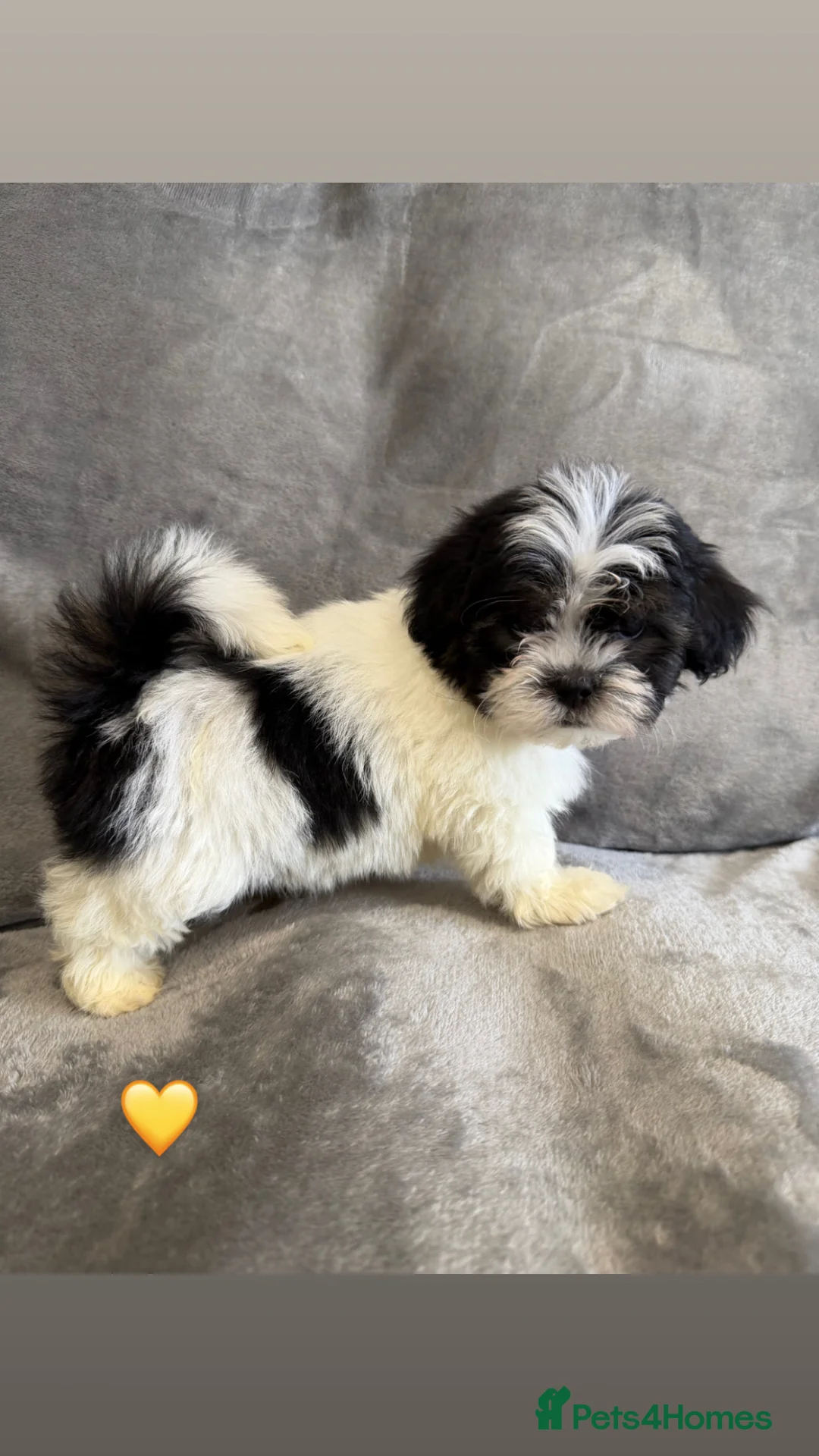 Lhasa Apso dogs for sale: Lhasa apso 🐾last 2 boys  - Advert 1