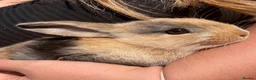 Mini Lion Lop rabbits for sale: 3 mini lion head lops in Reading - Advert 2