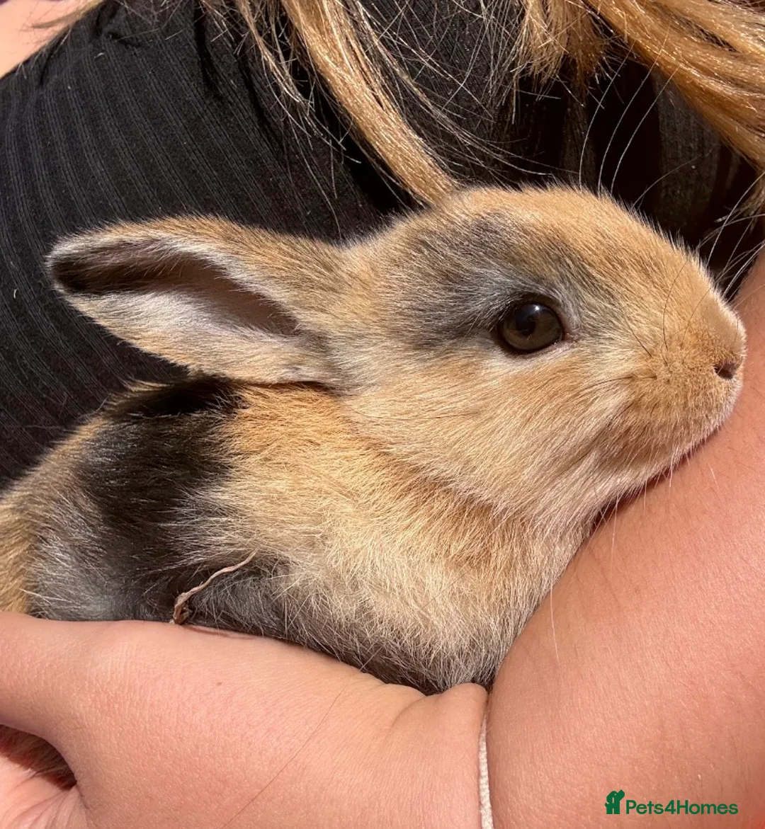Mini Lion Lop rabbits for sale: 3 mini lion head lops in Reading - Advert 2