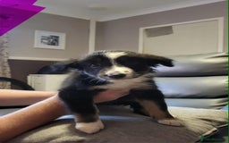 Border Collie dogs for sale: Border collie tri puppies - Image 4