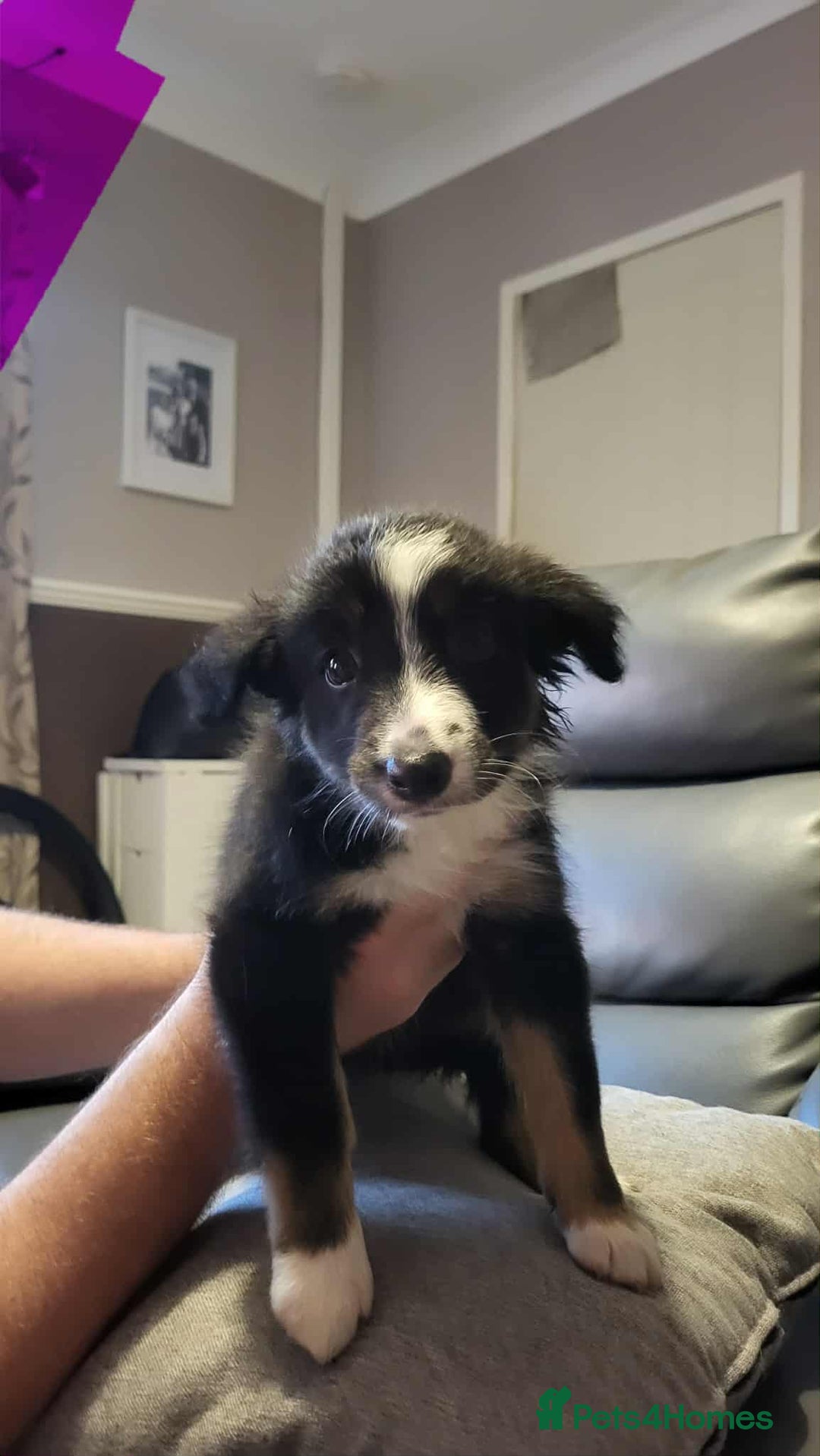 Border Collie dogs for sale: Border collie tri puppies - Image 4