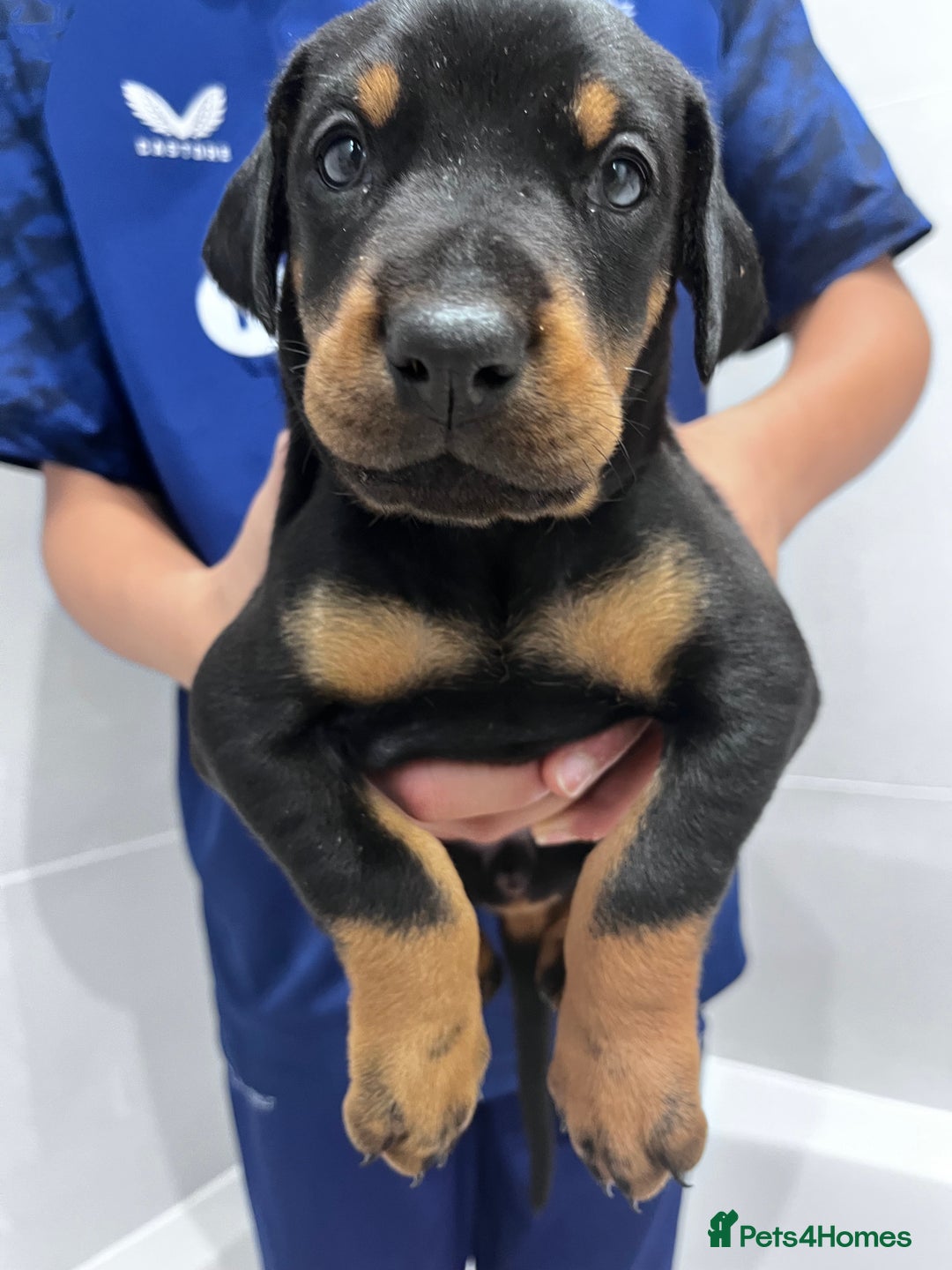 Dobermann dogs for sale: 🏆Supreme Dobermanns - Where Excellence Begins 🏆 - Advert 5