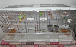 Budgerigars birds for sale: 2 Budgies for sale with cage - Image 1