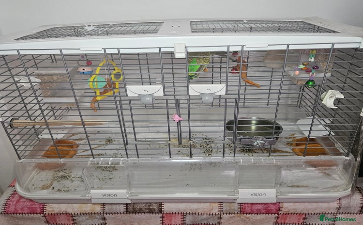 Budgerigars birds - Advert 1