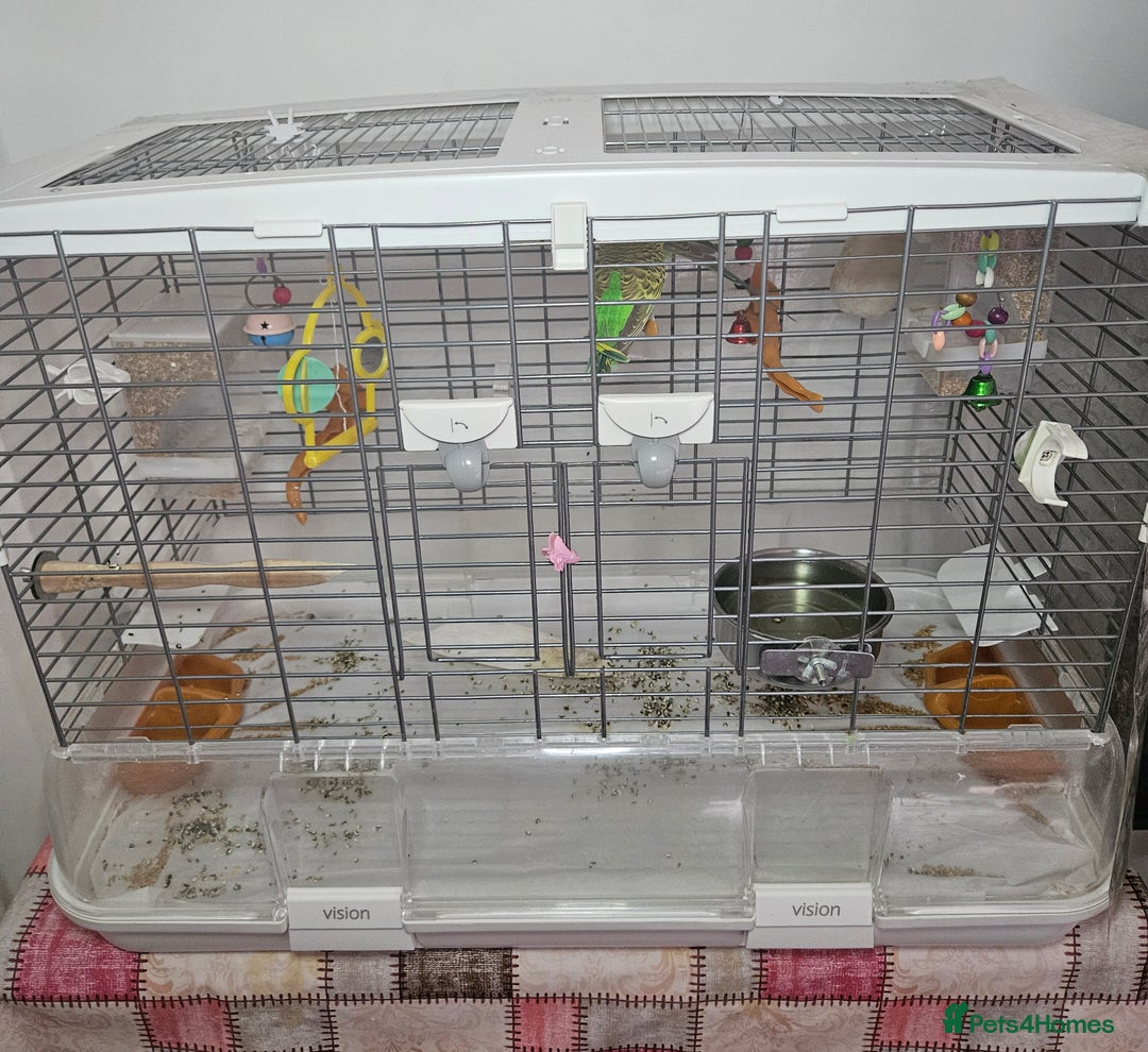 Budgerigars birds for sale: 2 Budgies for sale with cage - Image 1