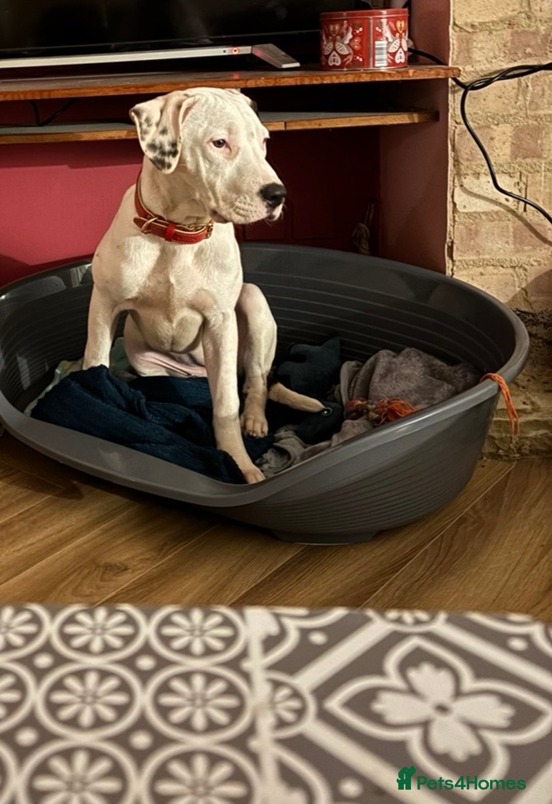 Mixed Breed dogs for sale: Female 6month old Puppy - Advert 5