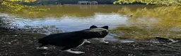 Border Collie dogs for sale:  A 2-Year Sweet & Smart Border Collie - Advert 13