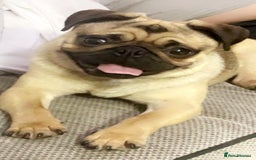 Pug dogs for sale: Male and female pugs for sale - Image 5