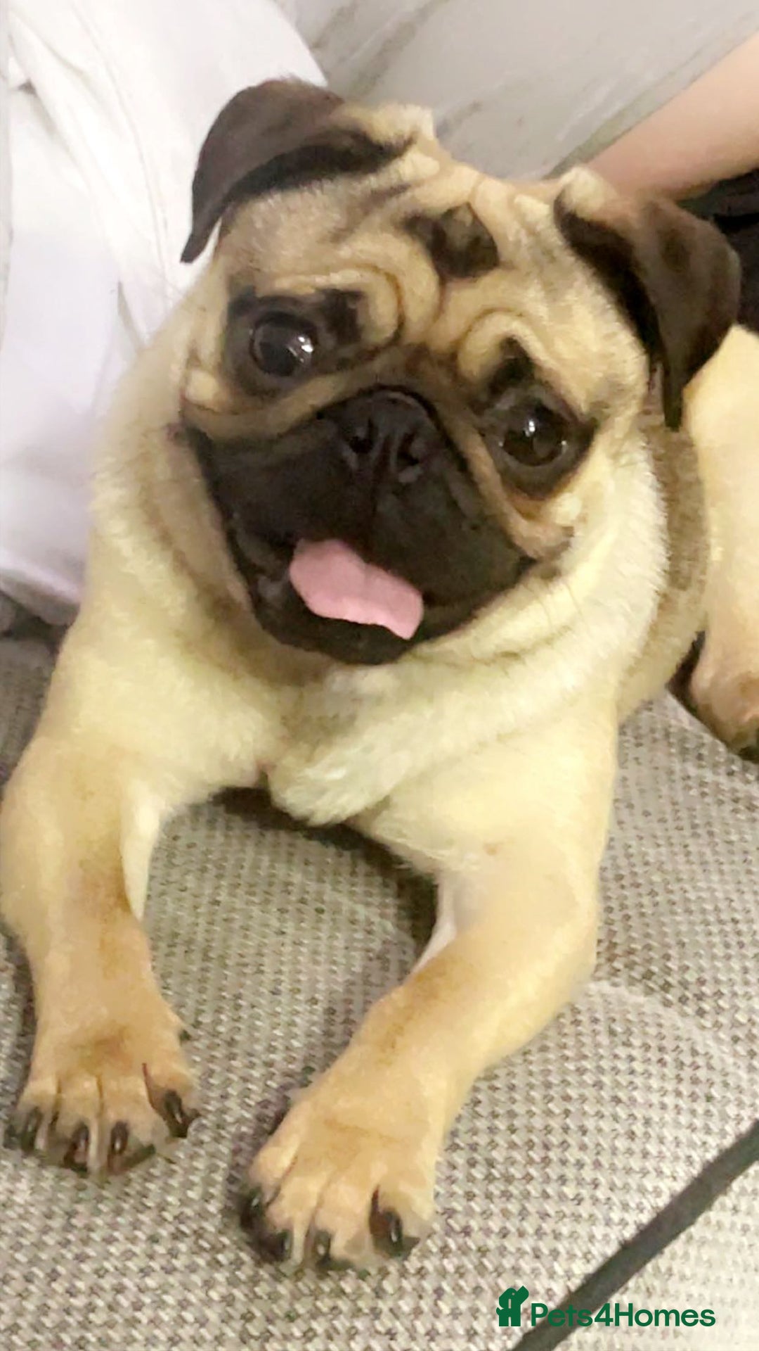 Pug dogs for sale: Male and female pugs for sale - Image 5