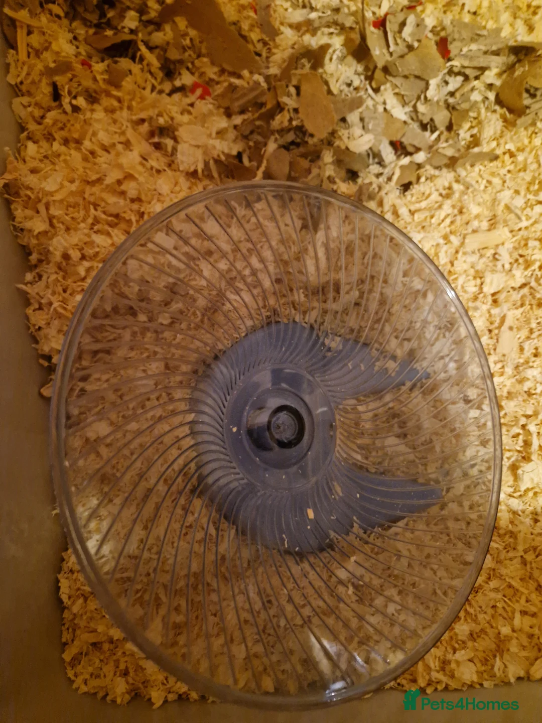 Hamster rodents for sale: Syrian hamster and cage  - Advert 4