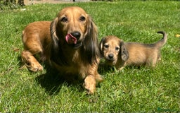 Miniature Dachshund dogs for sale: 🐾Miniature Longhaired Dachshund puppies.KC reg🐾  - Image 16