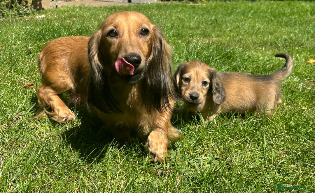 Miniature Dachshund dogs for sale: 🐾Miniature Longhaired Dachshund puppies.KC reg🐾  - Image 16