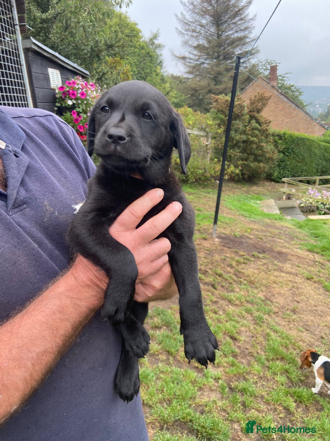 Labrador Retriever dogs for sale: Labrador pups - Image 10