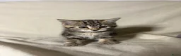 Mixed Breed cats for sale: 3 beautiful kittens - Ready for rehoming - Advert 8