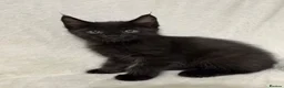 Maine Coon cats for sale: Gorgeous multi coloured half maine coon babies  - Advert 14