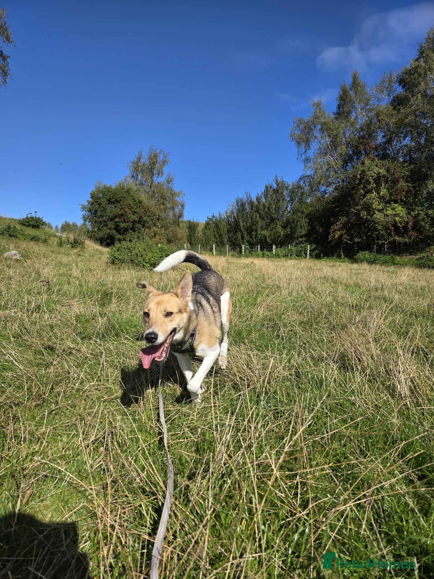 Mixed Breed dogs for adoption: Meet Greisho – the cuddly adventure‑lover in Auchterarder - Advert 7