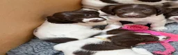 English Springer Spaniel dogs for sale: Working Springer Spaniels  - Advert 7