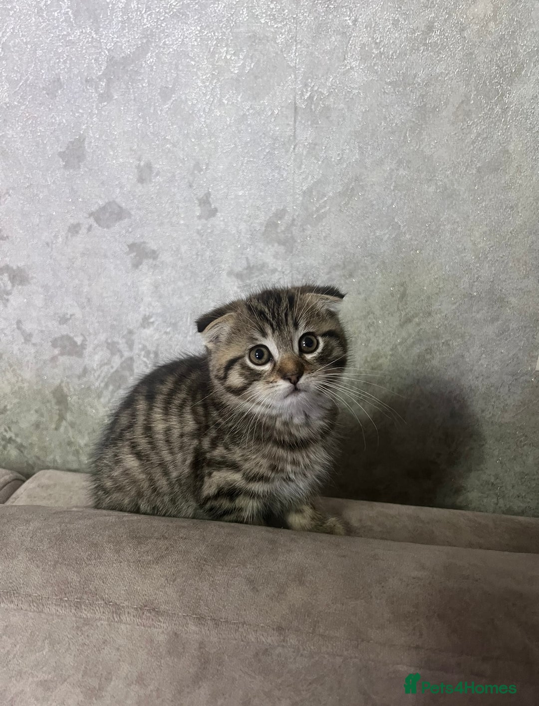 Scottish Fold cats for sale: Beautiful Scottish Fold/Straight kittens  - Advert 3