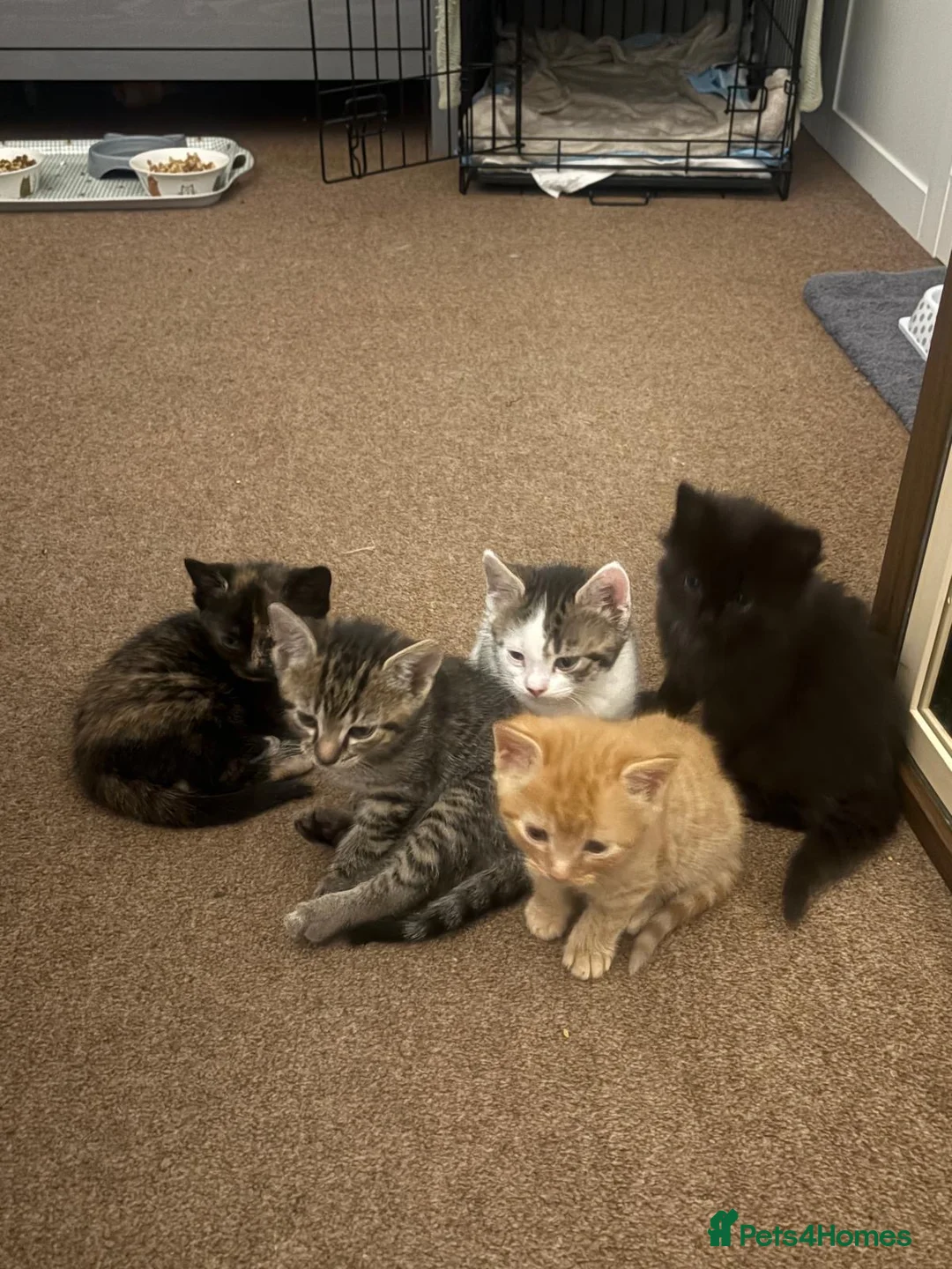 Domestic Shorthair cats for sale: Adorable Kittens for Sale ready 26th May! - Advert 2