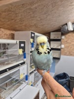 Budgerigars birds - Advert 9