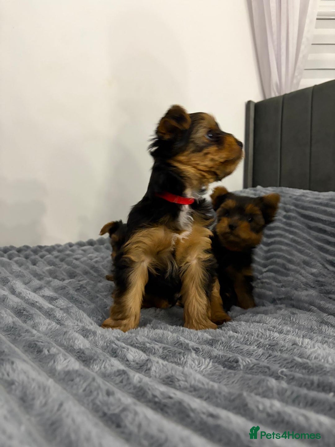 Yorkshire Terrier dogs for sale: Beautiful Yorkshire terrier Boys ready now 😻 - Advert 6