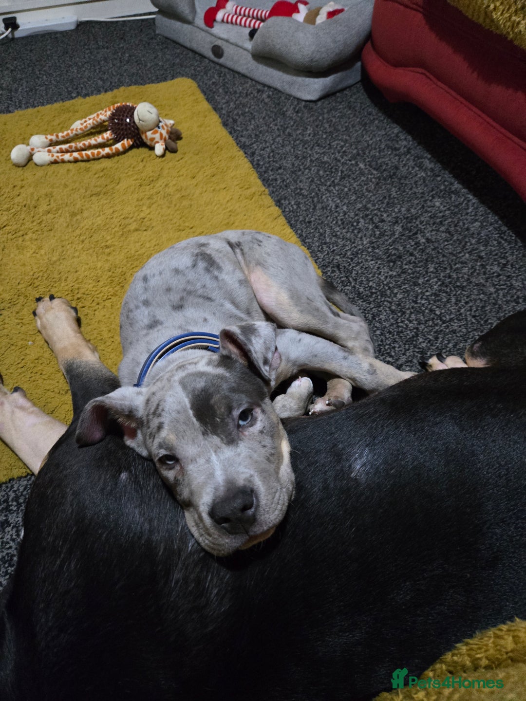 Mixed Breed dogs for sale: Bullmastiff cross Staffy - Advert 1