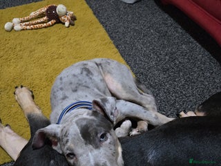 Mixed Breed dogs Bullmastiff cross Staffy - Advert 17