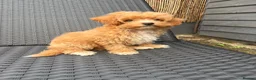 Maltipoo dogs for sale: Maltipoo - Advert 4