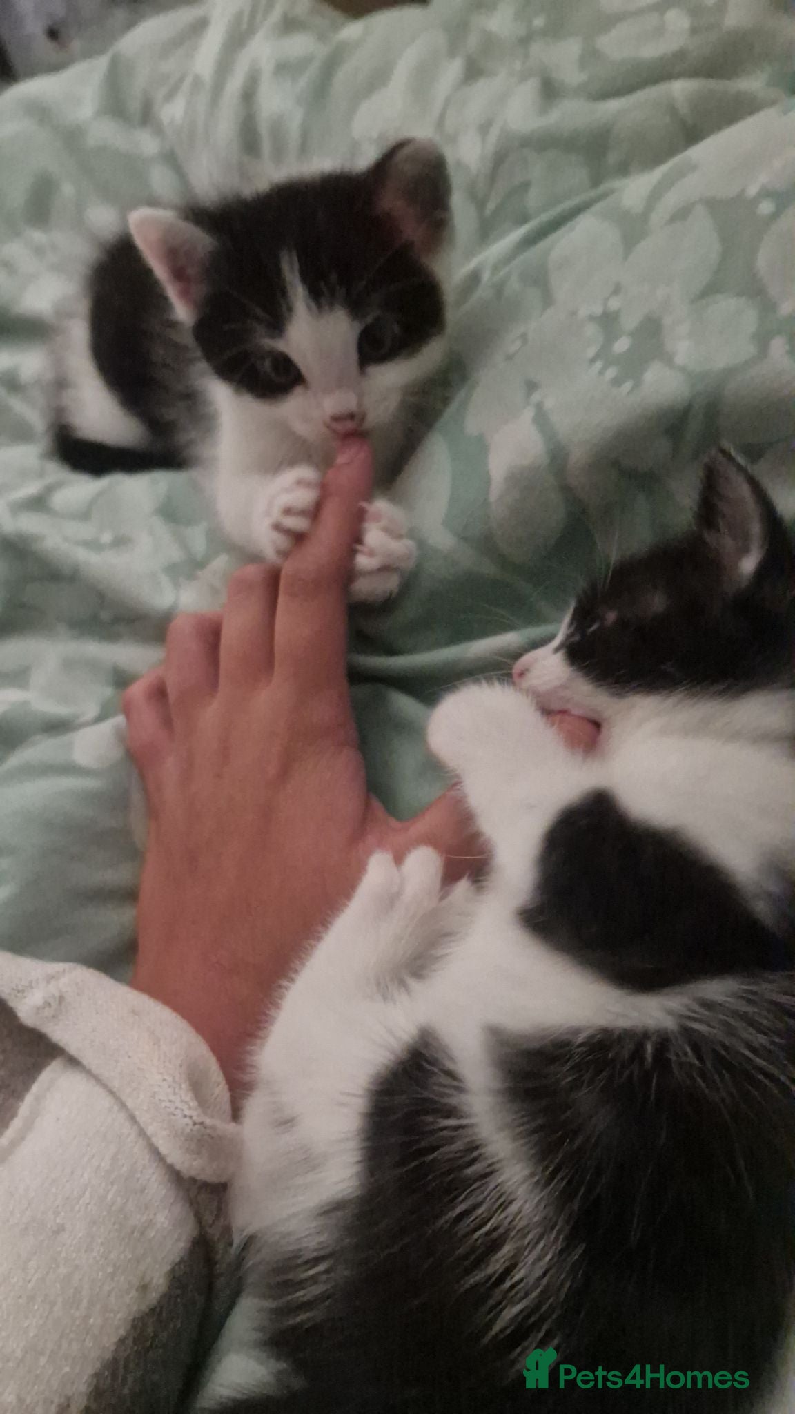 Domestic Shorthair cats Two domestic shorthair boys - Advert 2