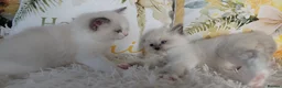 Ragdoll cats for sale: 💕BEAUTIFUL TICA REGISTERED RAGDOLLS KITTENS 💕 - Advert 10