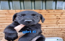 Labradoodle dogs for sale: F1b labradoodle,  back cross to a labrador - Image 6