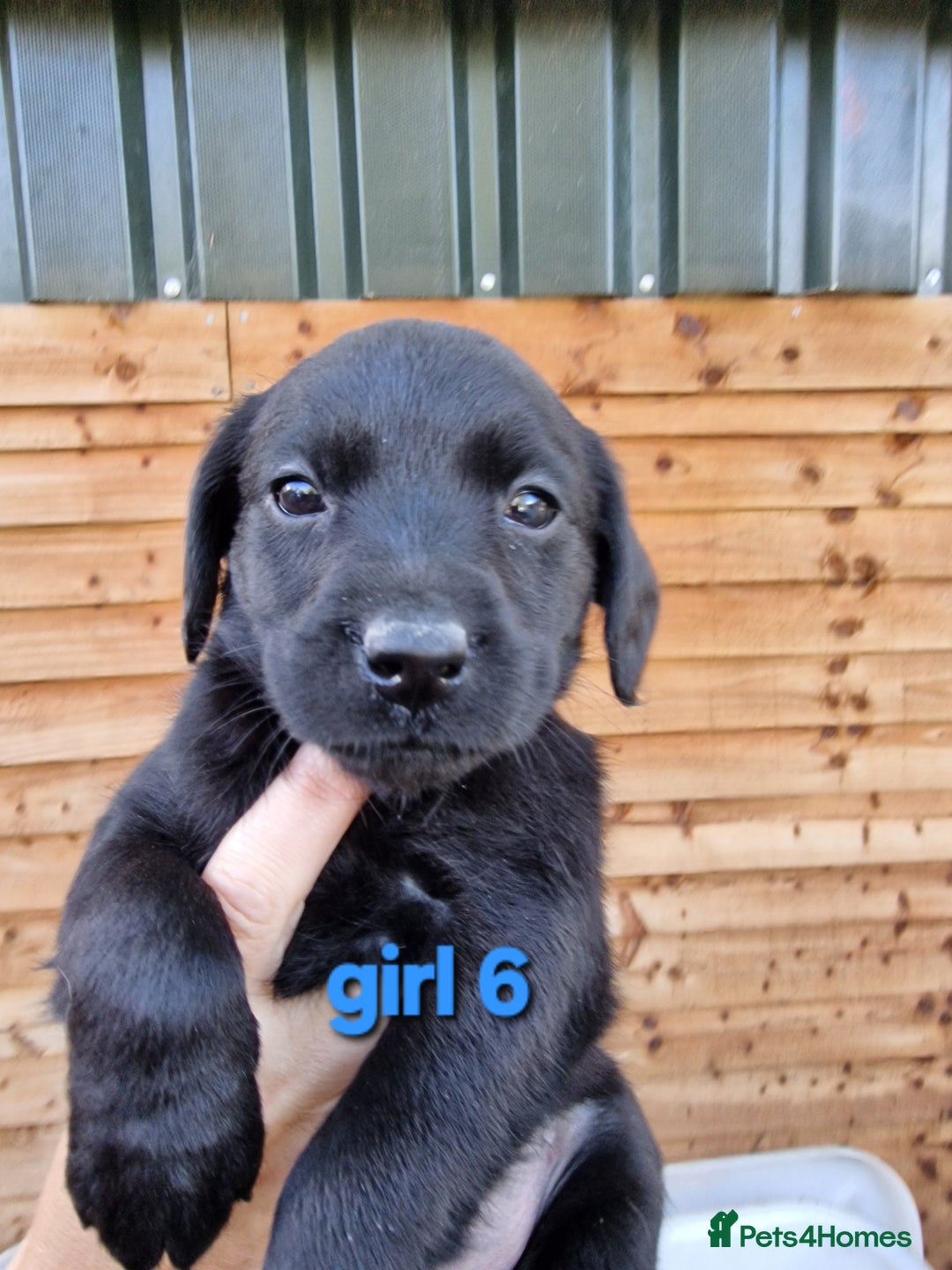 Labradoodle dogs for sale: F1b labradoodle,  back cross to a labrador - Image 6