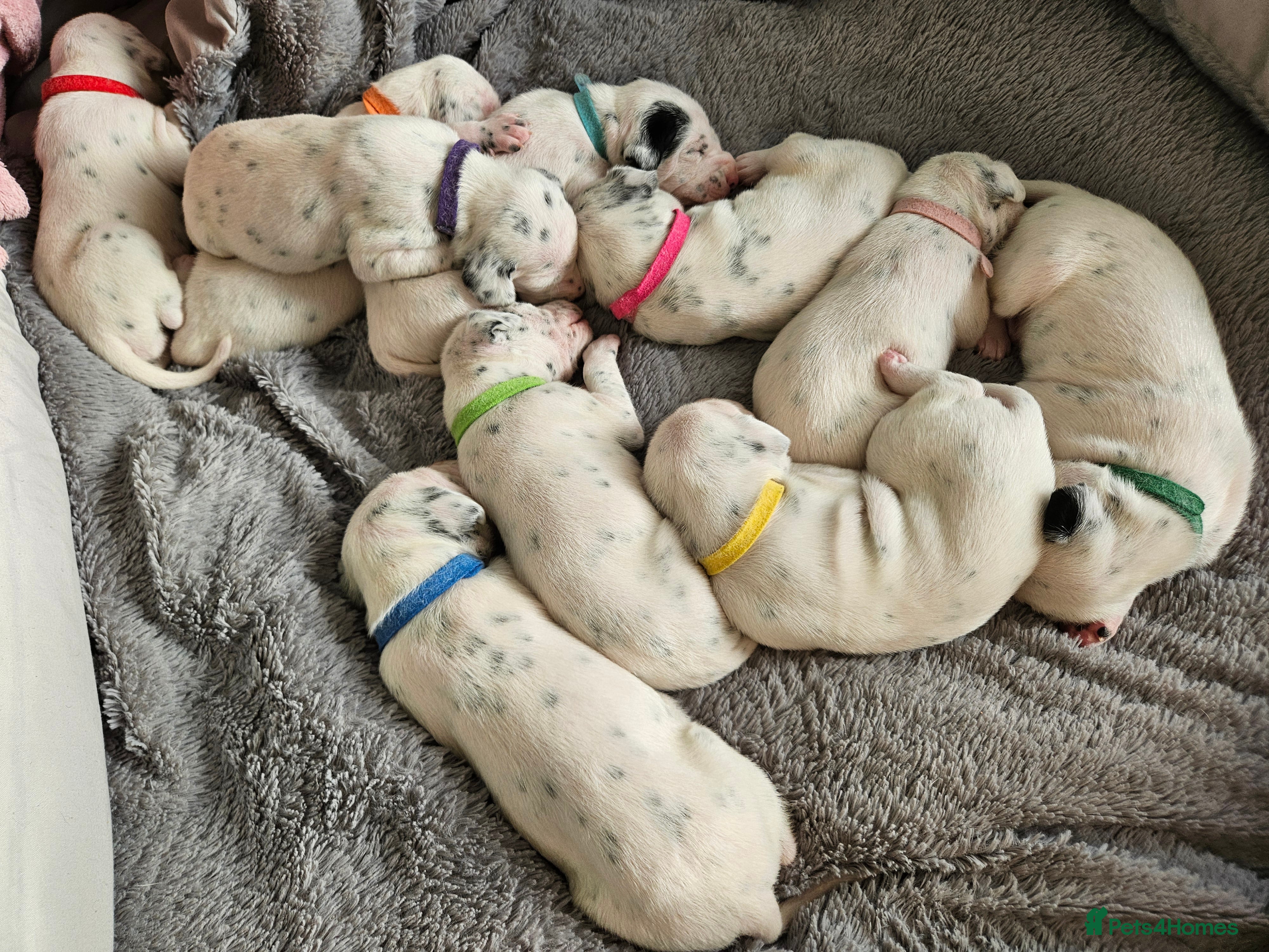 Dalmatian dogs beautiful dalmatian puppies - Advert 1