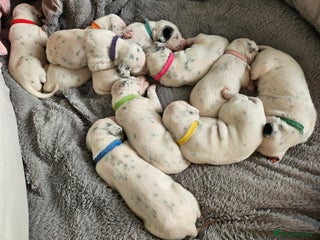 Dalmatian dogs beautiful dalmatian puppies - Advert 12