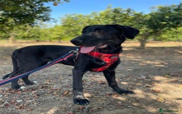 Mixed Breed dogs for adoption: Lovely Leah - Image 14