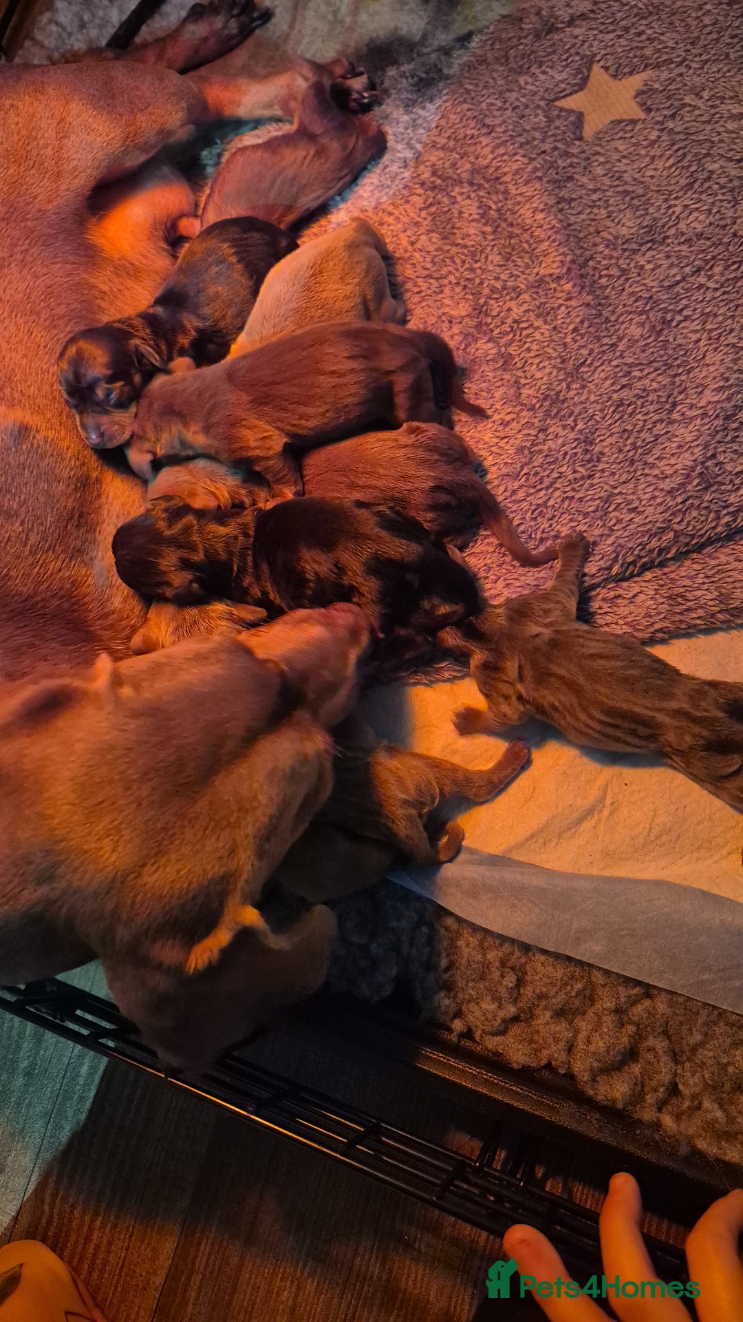 Miniature Dachshund dogs for sale: Miniature dashhounds  - Advert 4