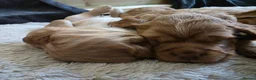 Cocker Spaniel dogs for sale: Cream and ginger cocker spaniels for sale in Wakefield - Advert 13