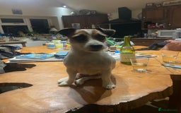 Jack Russell dogs for sale: Very smart Jack Russel puppies ♥️ - Image 11
