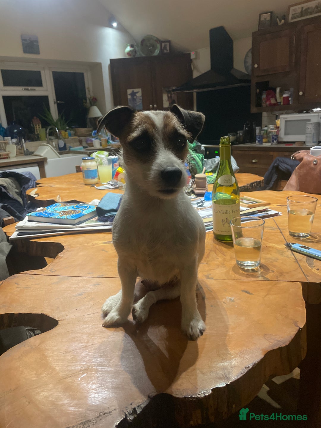 Jack Russell dogs for sale: Very smart Jack Russel puppies ♥️ - Image 11