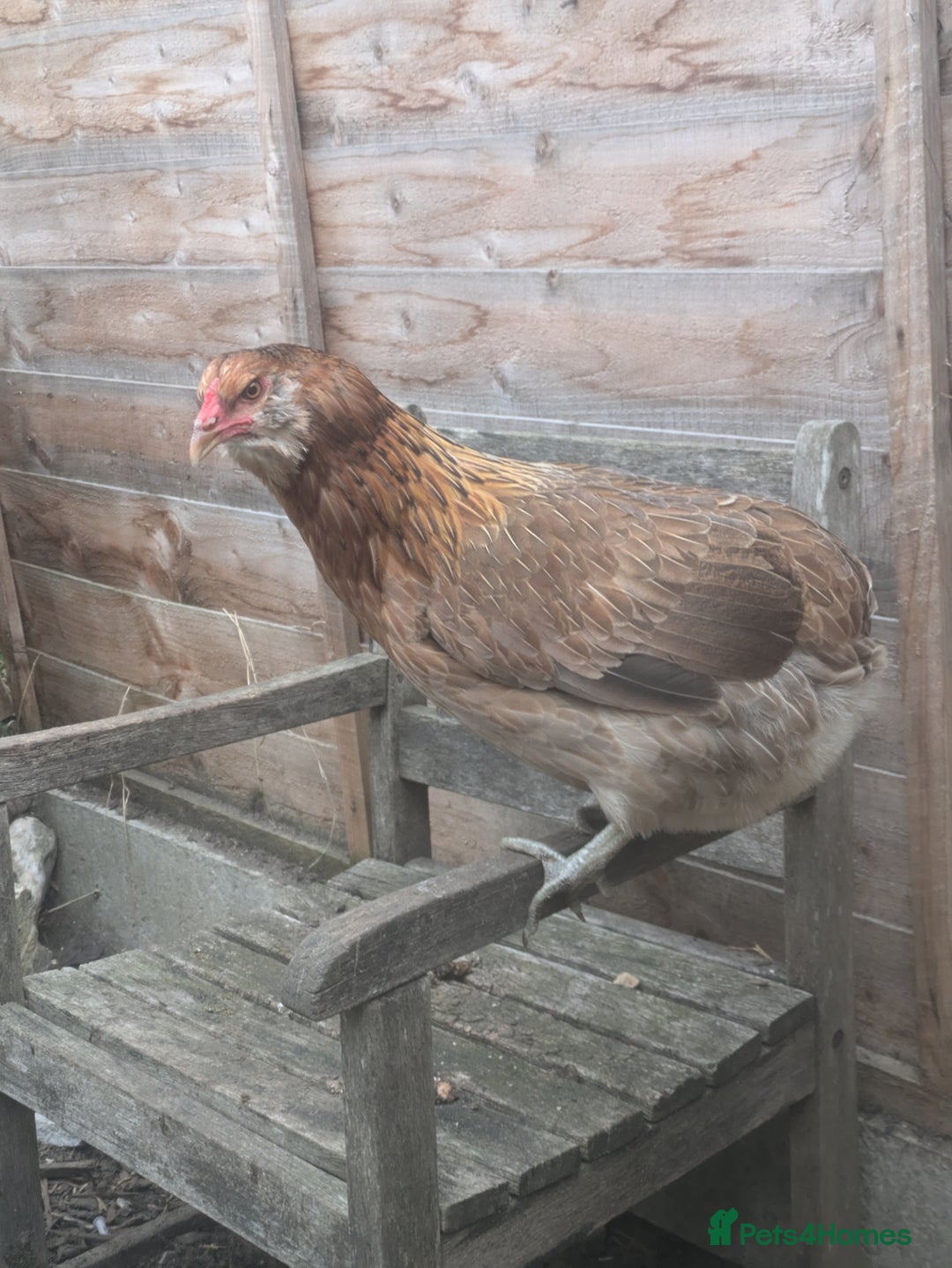 Hens poultry for sale: Bantam Arucana and silkie - Image 2