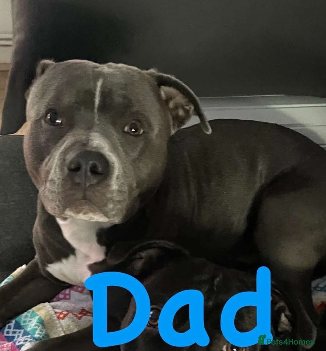 Staffordshire Bull Terrier dogs for sale: Staffordshire Bull Terrier Pups 💙🩷 - Advert 12