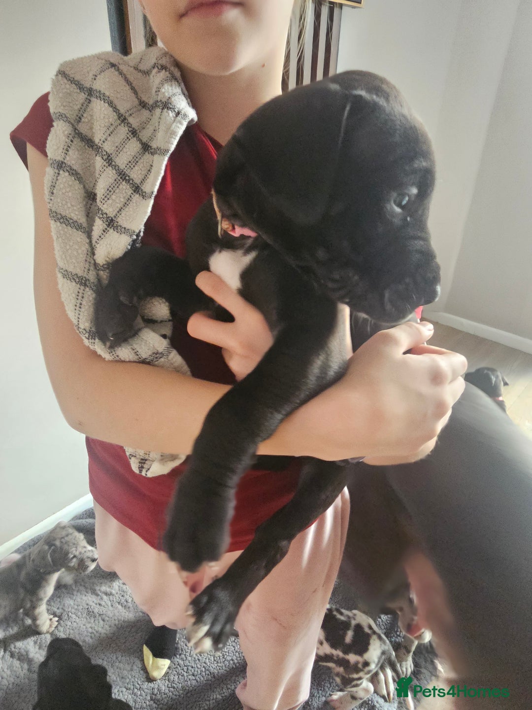 Great Dane dogs for sale: Great dane puppies  - Image 34