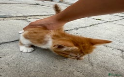 Mixed Breed cats for sale: loved and cared for kittens looking for new home🥹 - Image 6