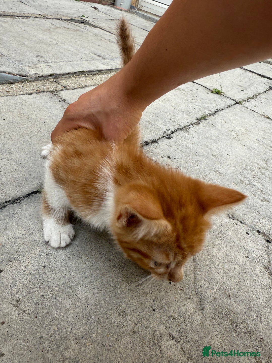 Mixed Breed cats for sale: loved and cared for kittens looking for new home🥹 - Image 6